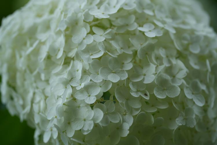 White hydrangea 
