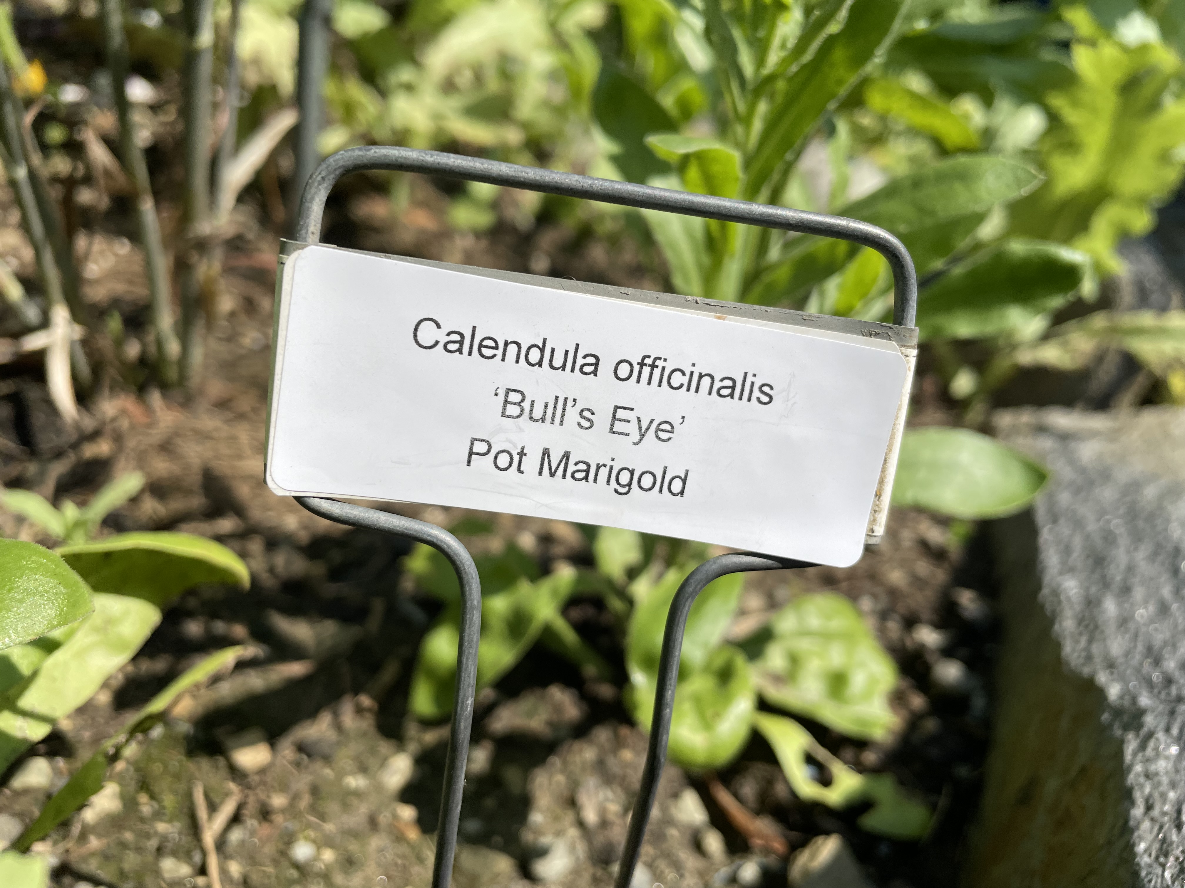 Calendula (Pot Marigold) Growing Guides, Tips, and Information