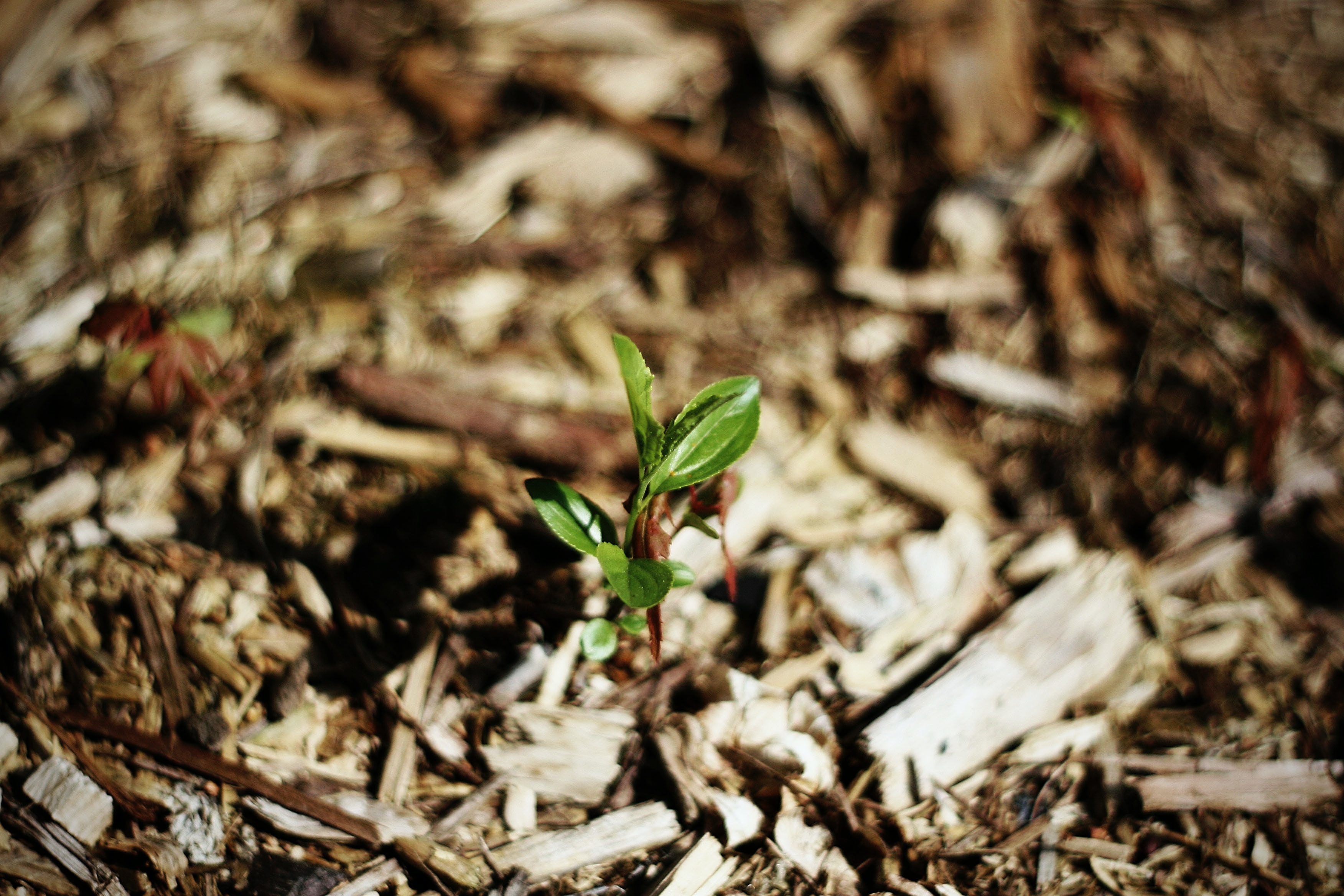 Wood Chip Mulch Myths