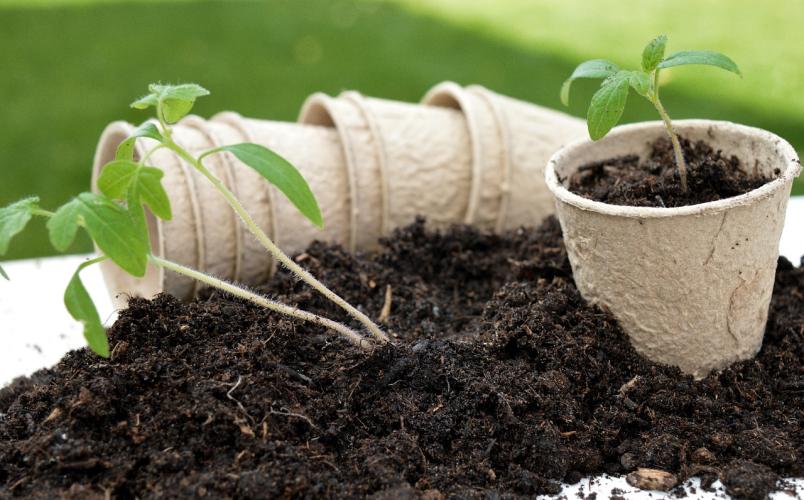 Soil in pots with plants