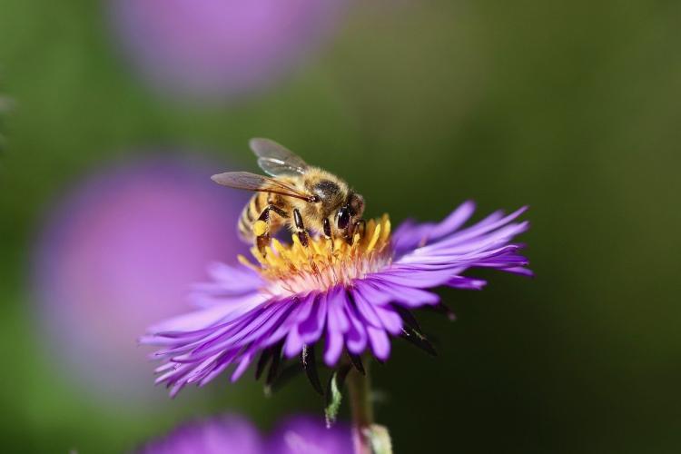 Aster flower with honeybee pollinating.