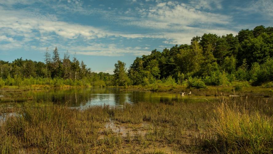 Wetland Flora | Berkshire Botanical