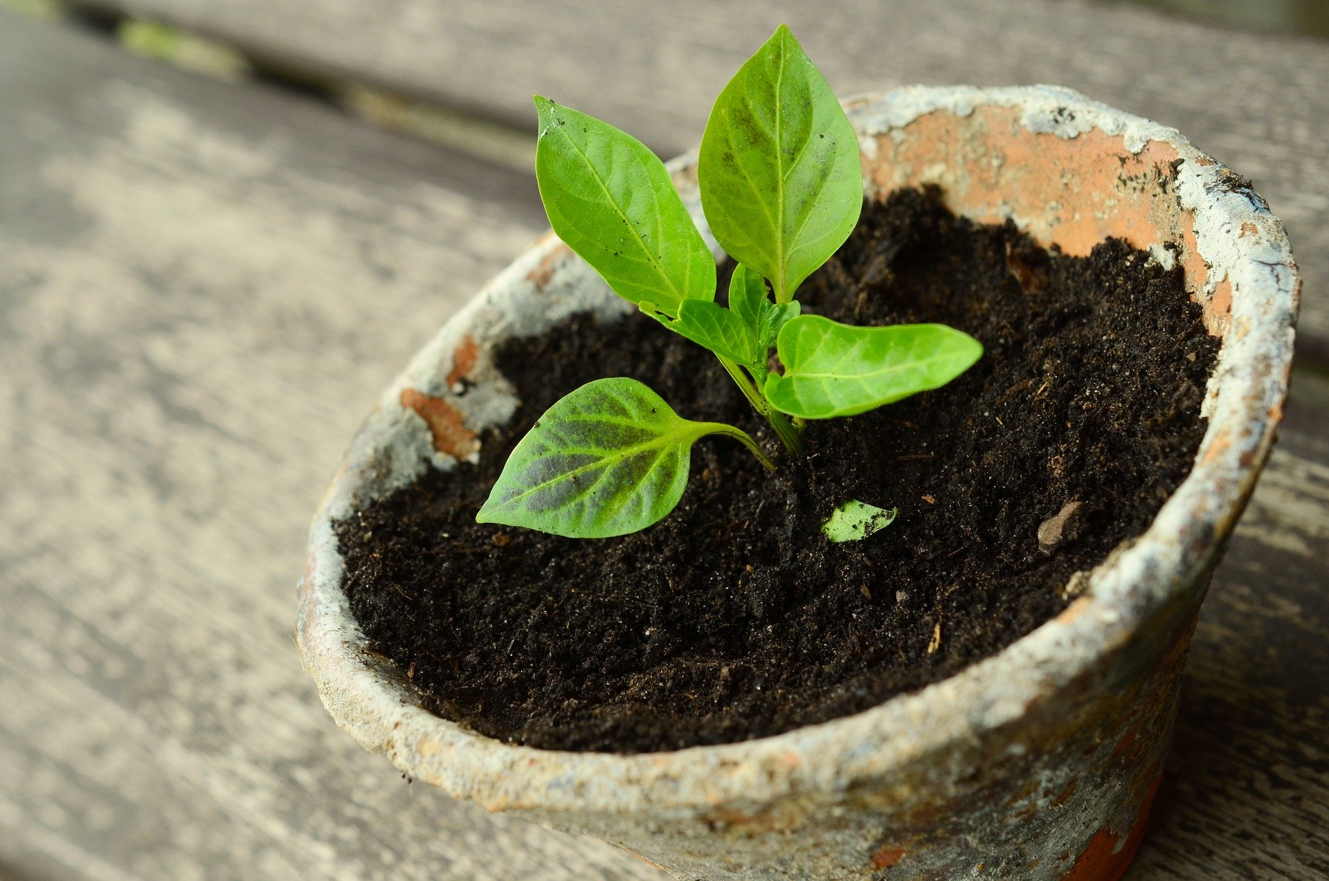 House Plants Grown From Seeds