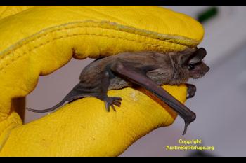 Austin Bat Refuge