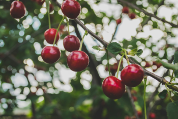 Red cherries on a branch. 