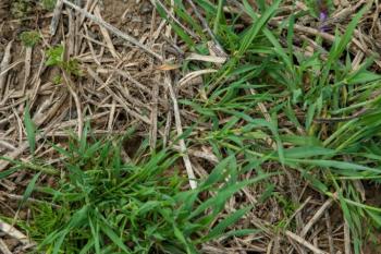 Ryegrass, Cover Crop Images