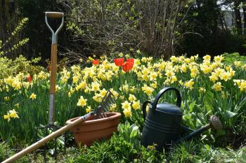 Field of daffodils and garden tools. Photo by Claude Laprise.