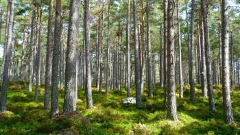 Forest full of trees and moss with light coming through the canopy