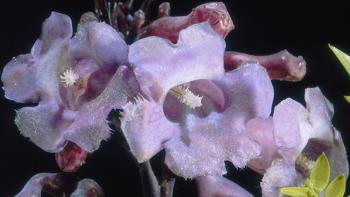 Lilies made from glass, in a lavender color