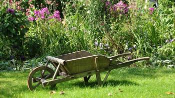 Wheelbarrow on lawn with flowers behind it.