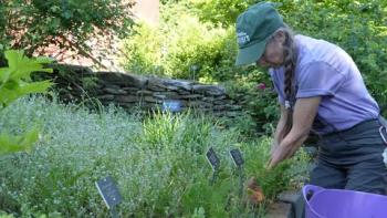 Embedded thumbnail for Green Thumbs and Heartfelt Care: Inside Our Herb Garden