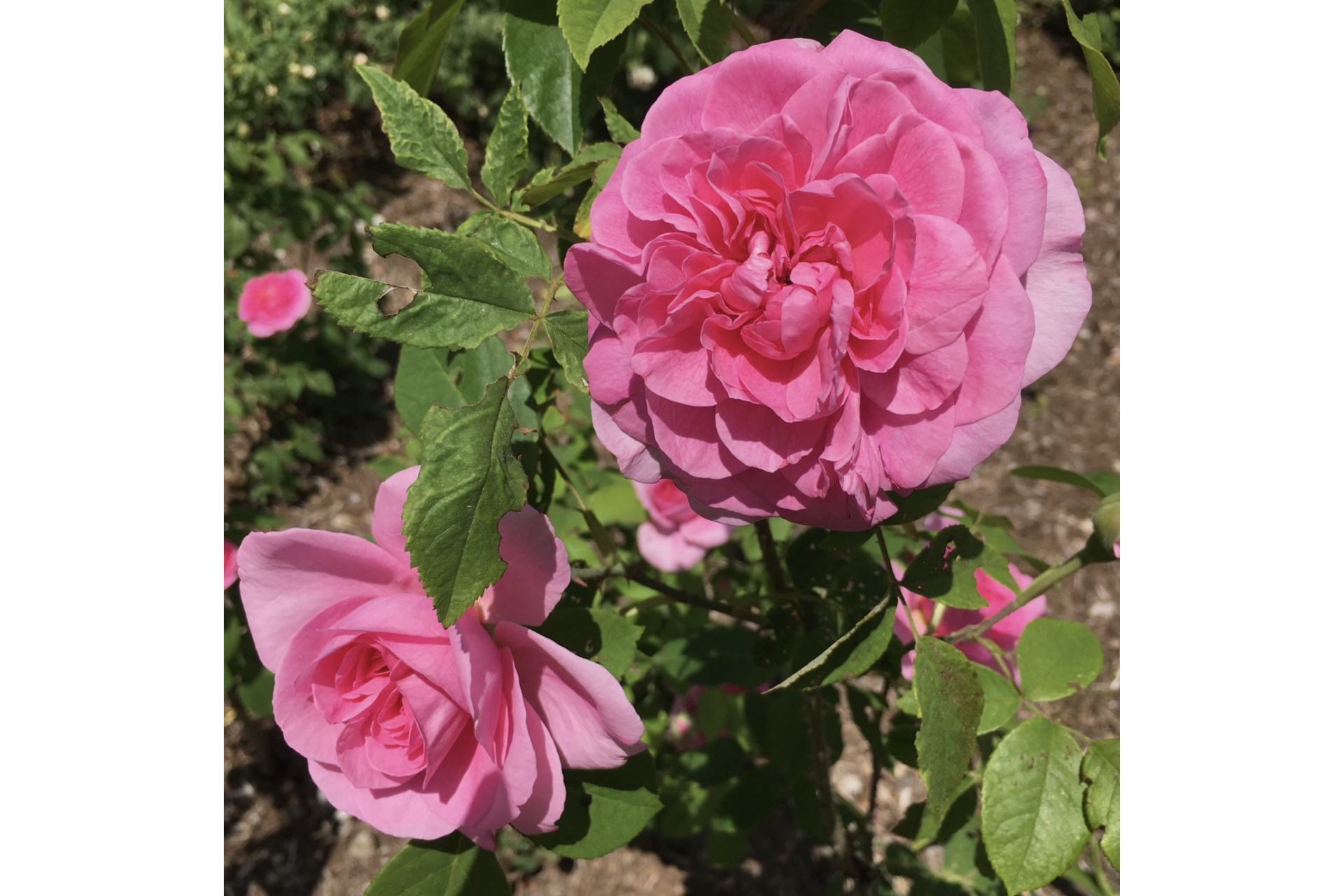 Rosa 'Gertrude Jekyll' | Berkshire Botanical