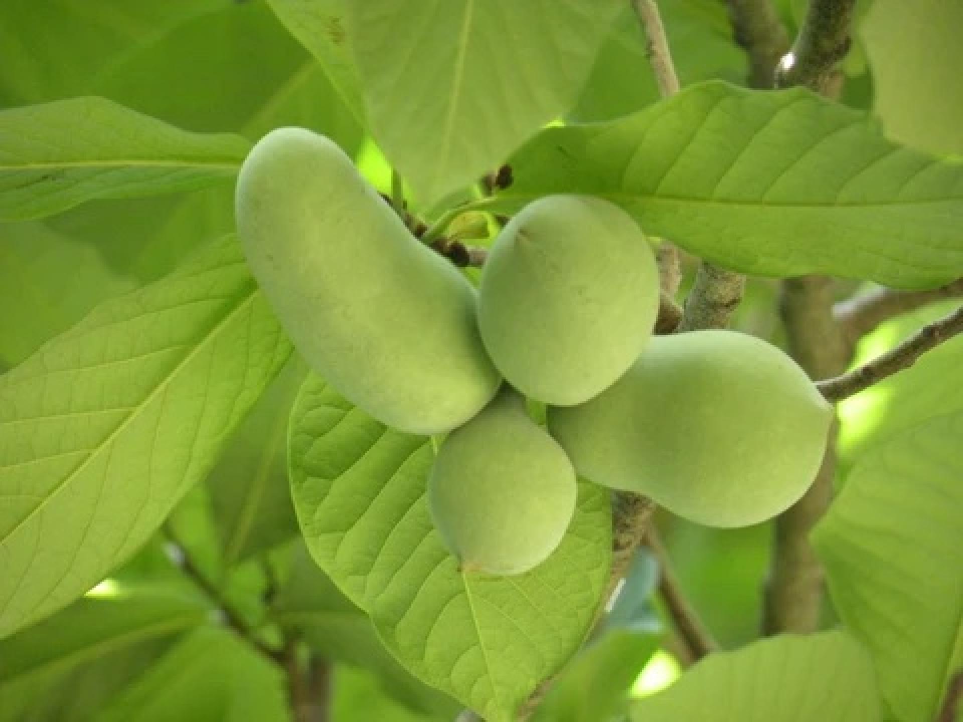Pawpaw: A Big Fruit in Need of Bigger Love - Heritage Conservancy